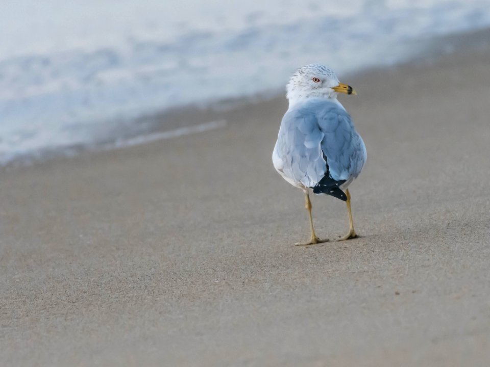 Ring-billed gull