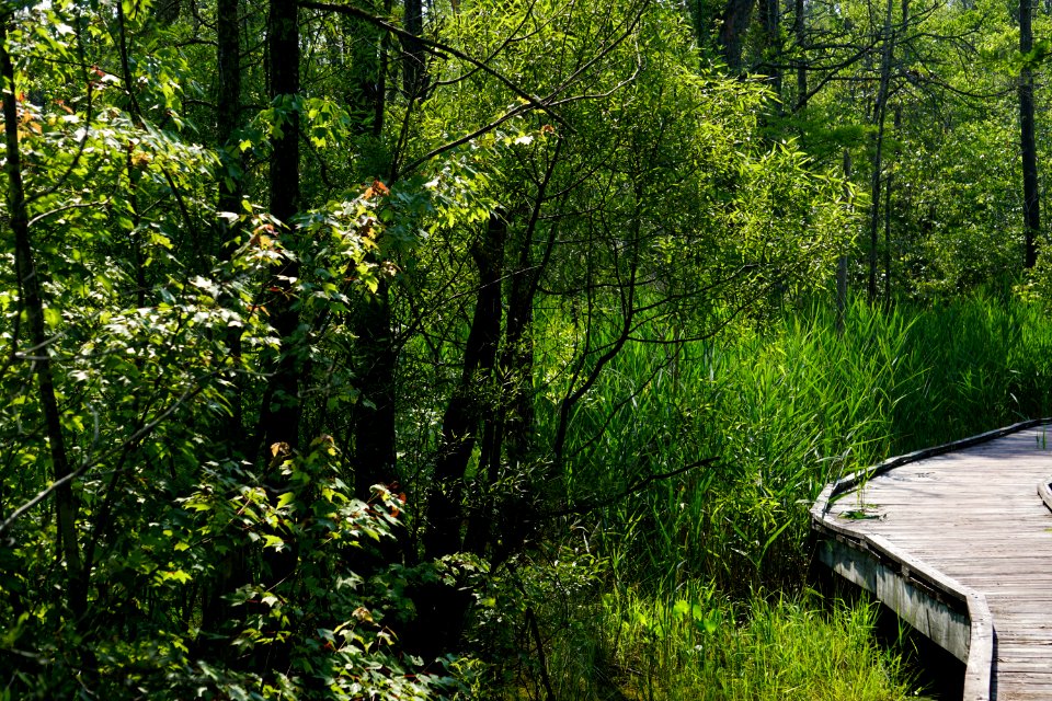 scene Sandy Ridge Trail Alligator River NWR ncwetlands KG (10)