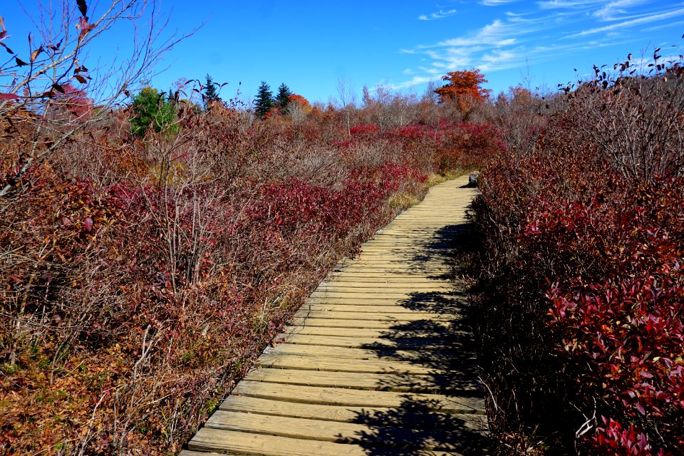 wetland bog Graveyard Fields Blue Ridge ncwetlands KG (23)
