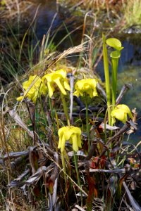 plant pitcher plant Carolina beach state park ncwetlands KG (1)