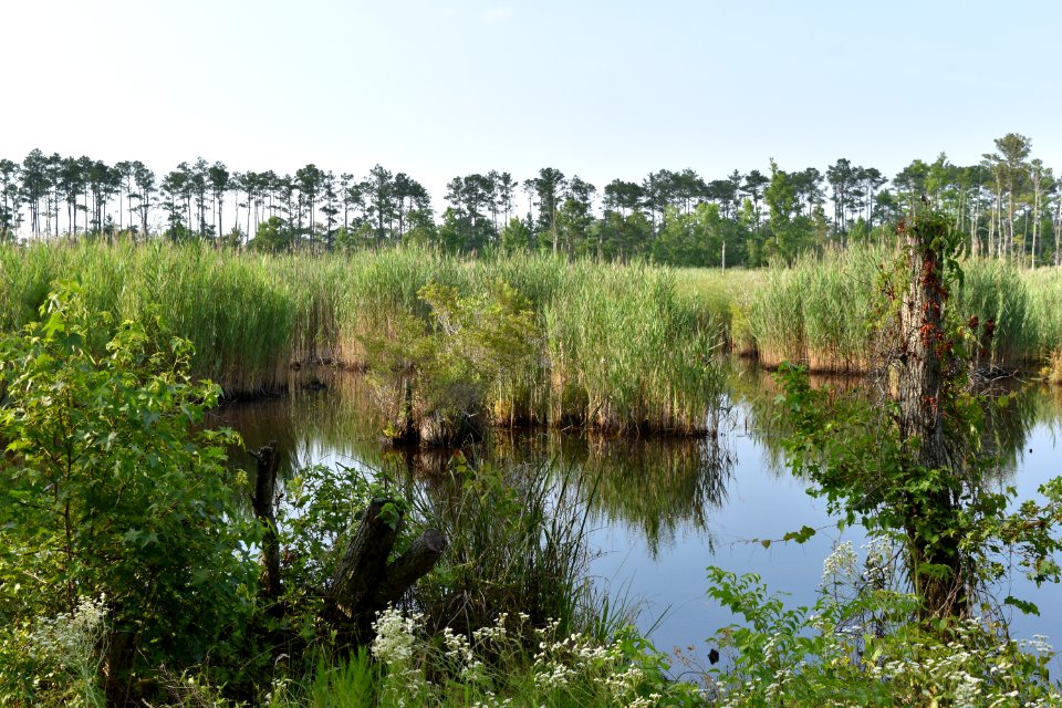 scene Alligator River NWR ncwetlands am (88)
