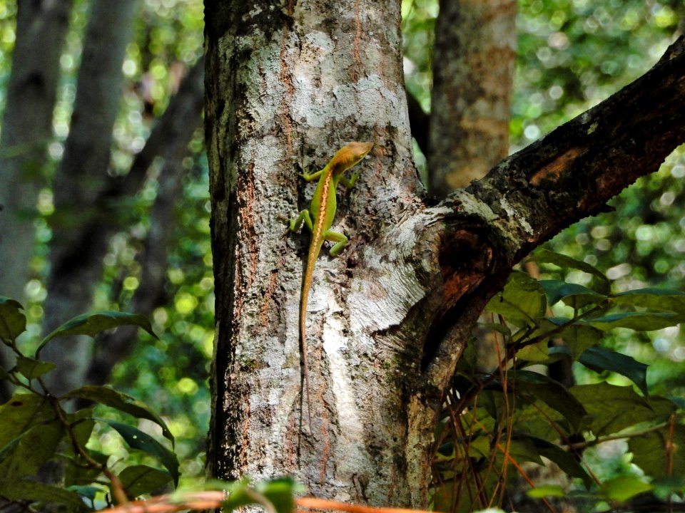 reptile anole changing color Emerald Isle Woods ncwetlands KG (45)