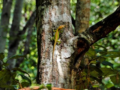 reptile anole changing color Emerald Isle Woods ncwetlands KG (45) photo