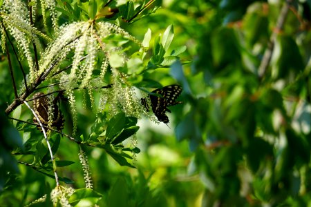 invertebrate butterfly plant Titi Alligator River NWR ncwetlands KG (2) photo