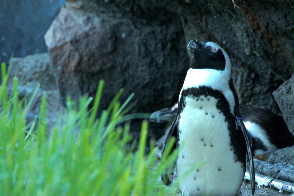 ケープペンギン African Penguin
