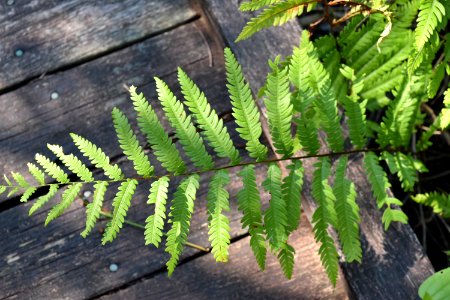 plant fern Alligator River NWR ncwetlands am