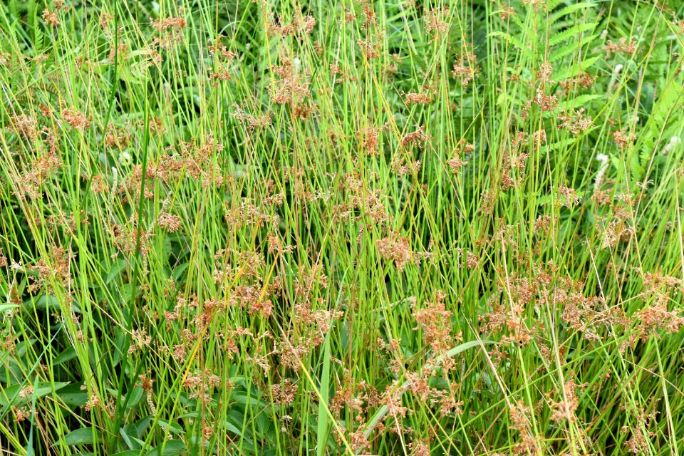 plant Pocosin Lakes NWR Pungo Unit ncwetlands am  (12)