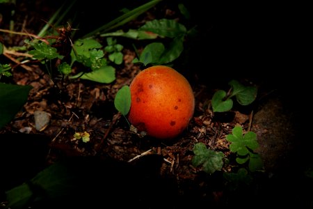 SDIM0213
