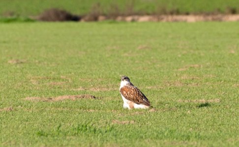 Ferruginous hawk