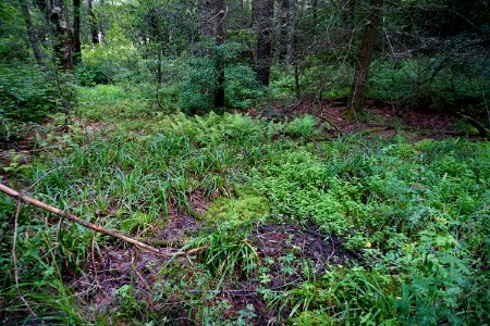 scene wetland Pink Beds Pisgah NF ncwetlands KG (1)