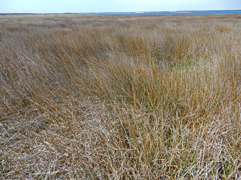 scene needlerush marsh fort fisher state historic site ncwetlands KG (1)