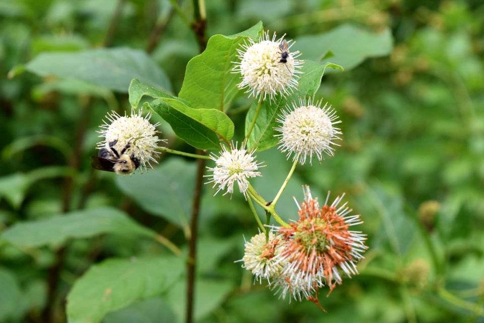 plant buttonbush Beaver Lake bird sanctuary ncwetlands AM (47)