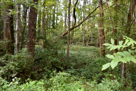 scene Elmira Ave Park ncwetlands AM (4)