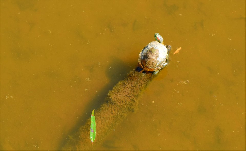 reptile turtle Lake Lynn ncwetlands AM (1)