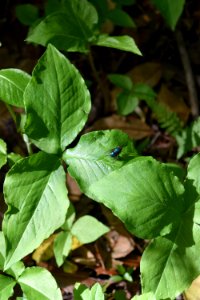 plant jack in the pulpit Royal Lane Park ncwetlands AM (4)