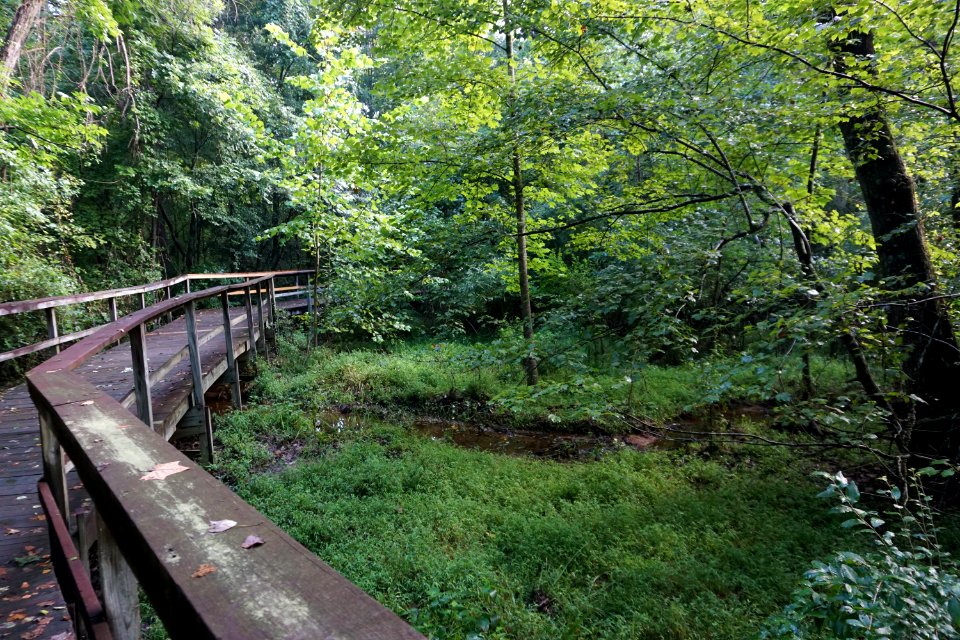 scene streamside wetland Bicentennial Greenway Gibson ncwetlands KG (2)