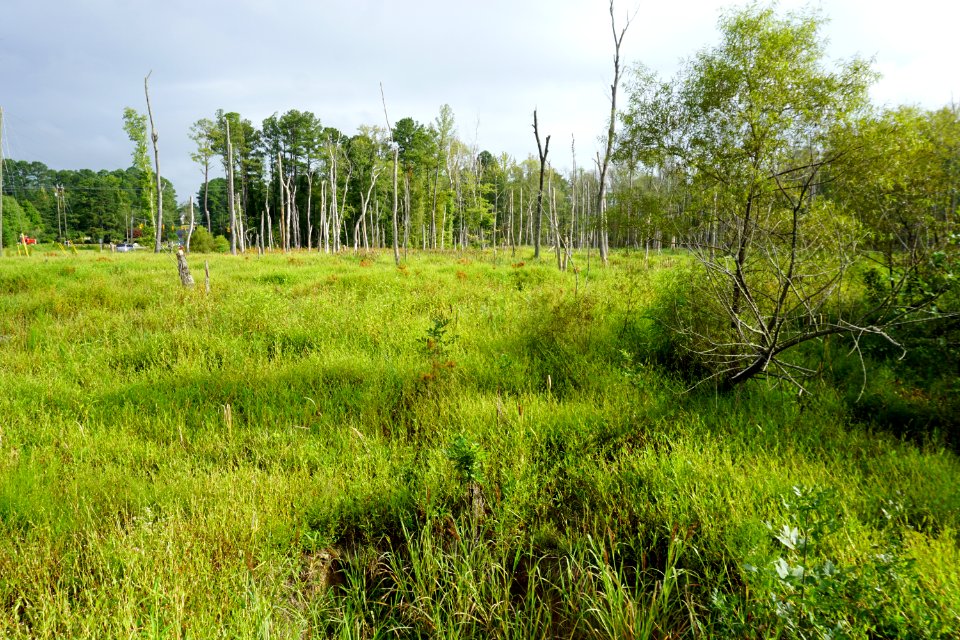 scene white oak creek greenway ncwetlands KG (3)