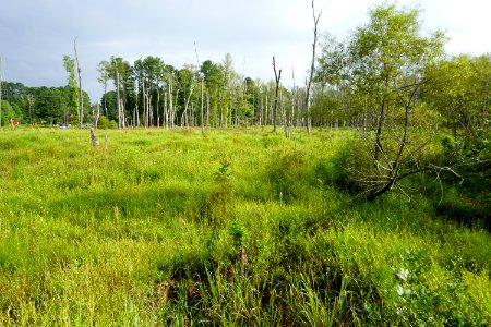 scene white oak creek greenway ncwetlands KG (3)