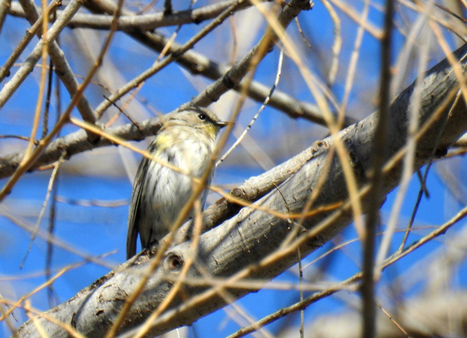 A yellow-rumped warbler hides in a leafless tree