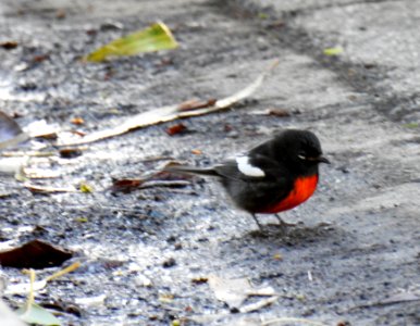 A rare painted redstart