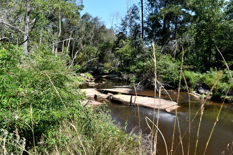 scene Little River Park ncwetlands AM (10)