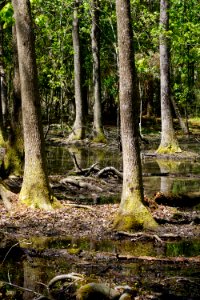 scene bottomland hardwood wetland Carolina beach state park ncwetlands KG (6)