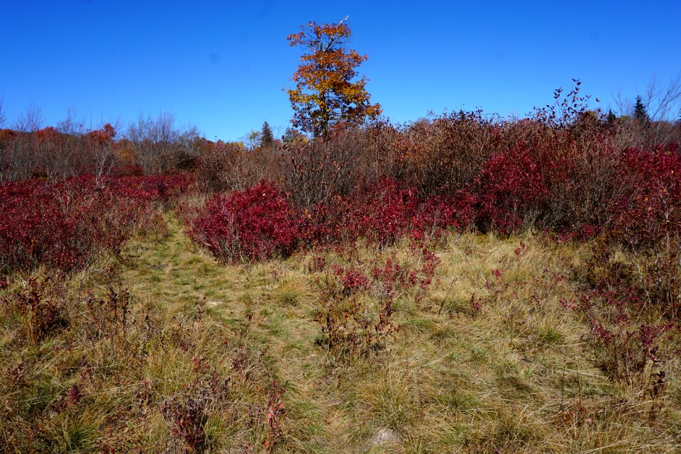 wetland bog Graveyard Fields Blue Ridge ncwetlands KG (16)