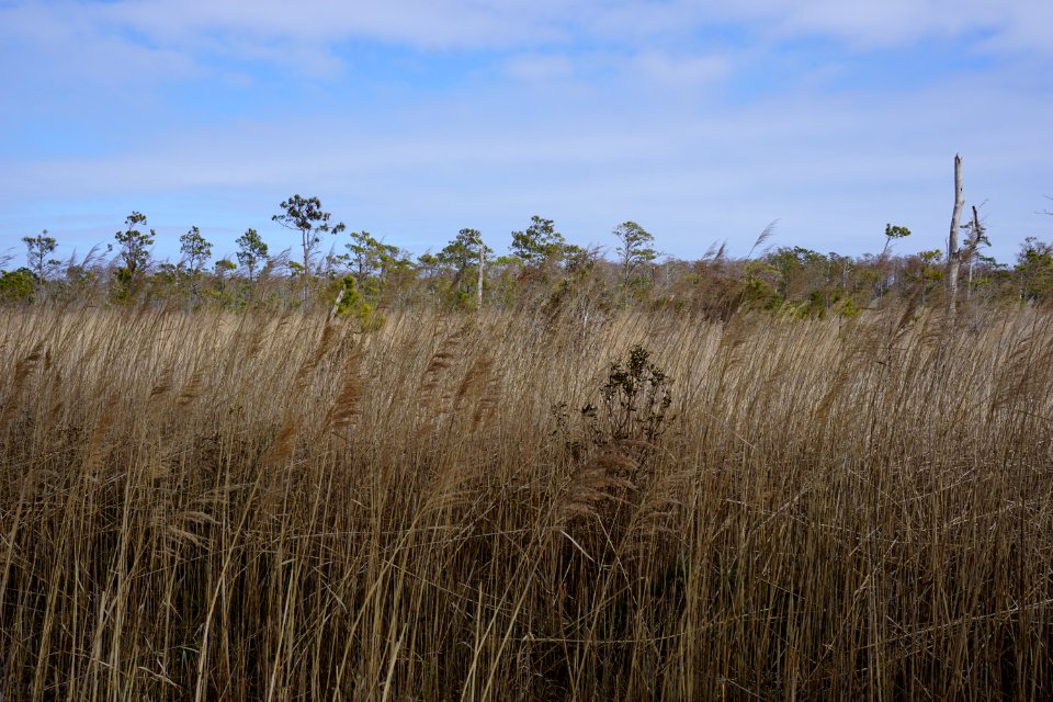 scene Mackay Island NWR ncwetlands KG (9)