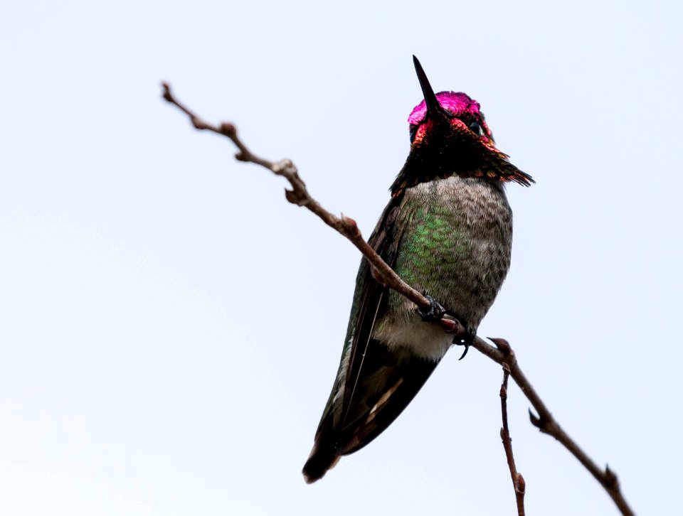 Anna's hummingbird