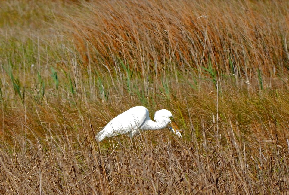 bird great egret fort fisher state recreation area ncwetlands KG
