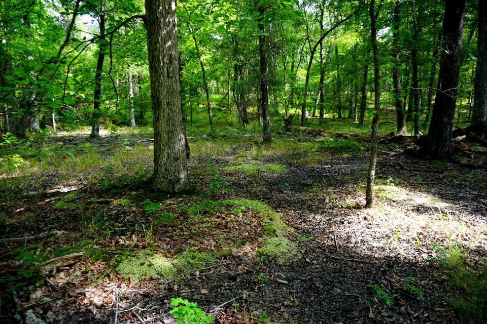 scene upland depression wetland Uwharrie Nat Forest ncwetlands KG (3)