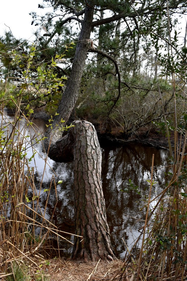 plant pine great marsh trail loop Mackay Island NWR ncwetlands AM (34)