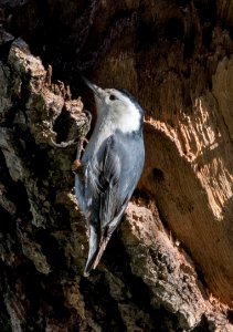 White-breasted nuthatch
