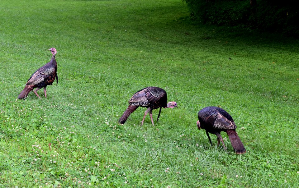 bird wild turkey great smoky mountain NP ncwetlands AM