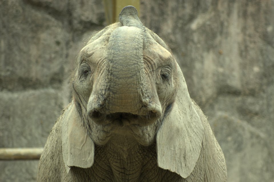 アフリカゾウ African Elephant