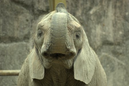 アフリカゾウ African Elephant