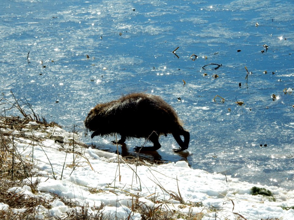 mammal Nutria Mattamuskeet NWR KG (6)