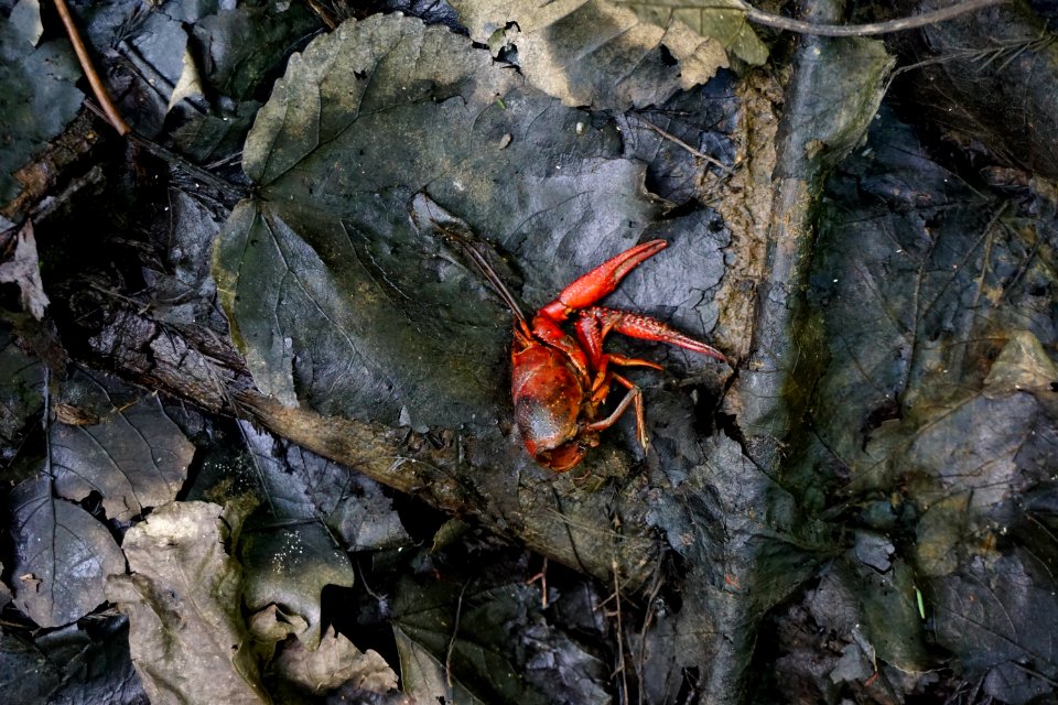 invertebrate crayfish remains Lower Roanoke River Wetlands Gameland ncwetlands KG (4)