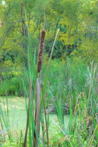 plant typha Prairie Ridge Ecostation ncwetlands KG (9)