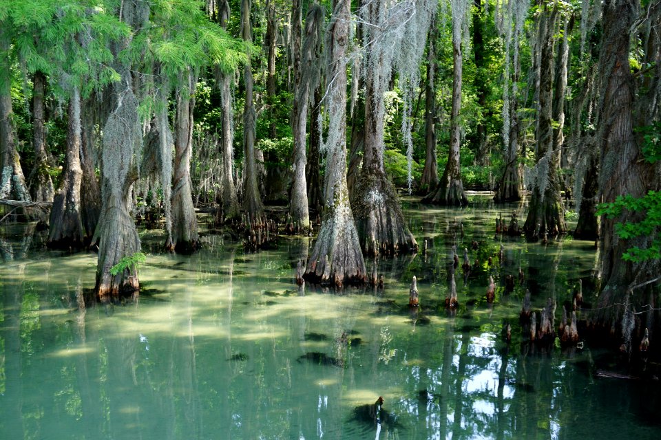 scene Moccasin Overlook Pettigrew State Park ncwetlands KG (8)
