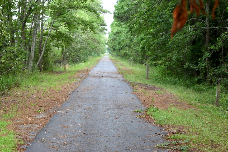 scene Creef Cut trail Alligator River NWR ncwetlands am