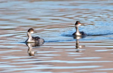 A pair of grebes photo