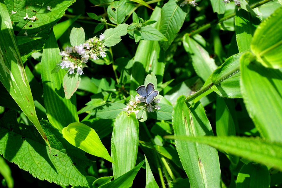 invertebrate blue butterfly on mint Pink Beds Pisgah NF ncwetlands KG (3)