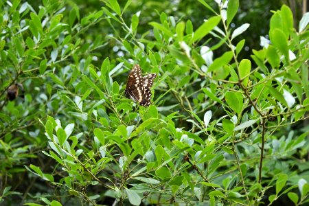 plant Pettigrew State Park ncwetlands am (27)