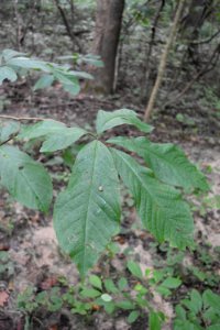 plant paw paw swift creek bluffs ncwetlands AM (1)