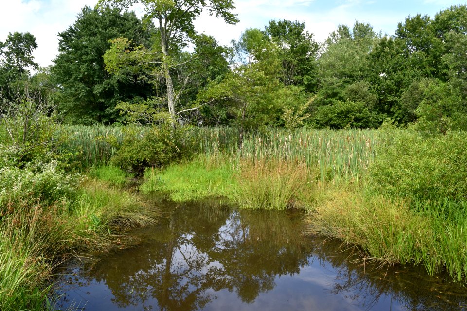 scene The Park at Flat Rock ncwetlands AM (9)