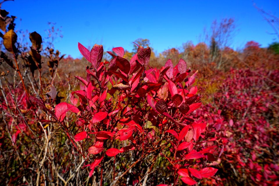 plant Vaccinium Graveyard Fields Blue Ridge ncwetlands KG (15)