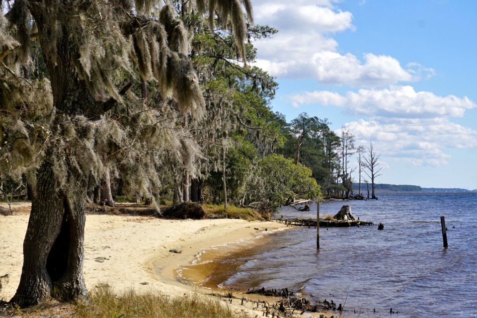 scene Pamlico River erosion Goose Creek SP KG (7)