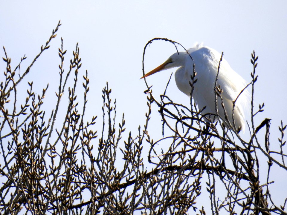 A great egret bizarrely perched in a tree