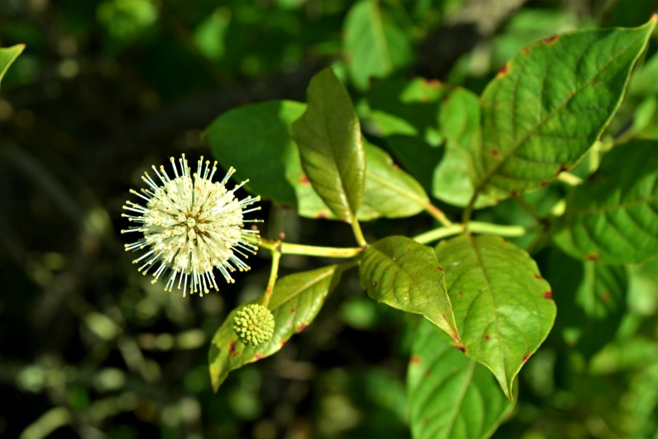 plant buttonbush Pettigrew State Park ncwetlands  AM (1)